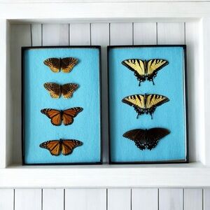 Butterfly Taxidermy in Shadowbox Frames - Set of 2 (7 butterflies)